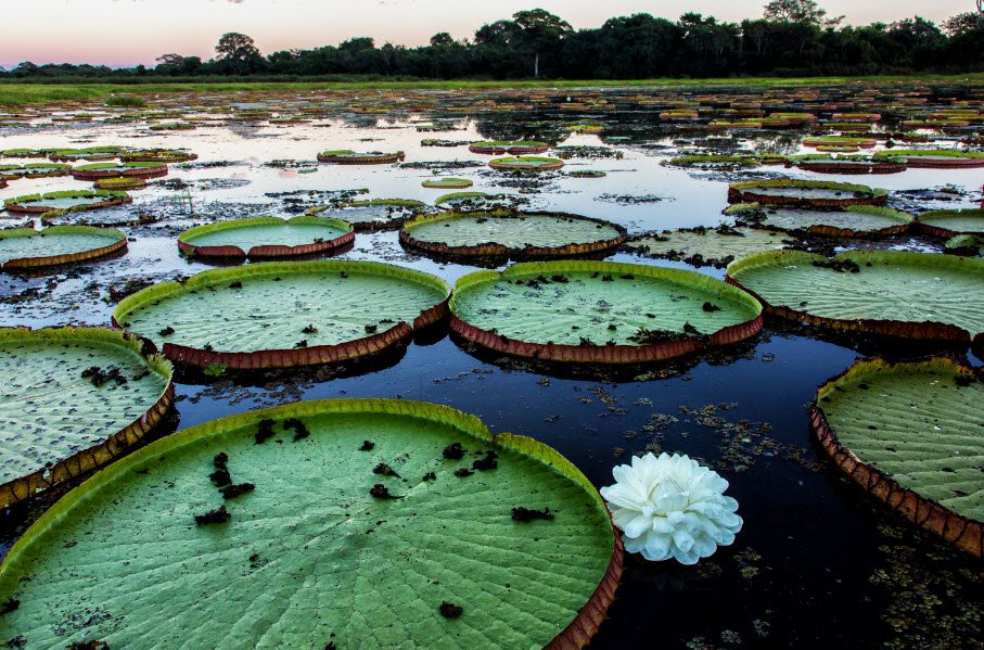 Giardino Montano Per la Conservazione Della Biodiversità "Ruggero Tomaselli", Italy